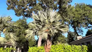 The gorgeous Mexican Blue Palm, Brahea armata