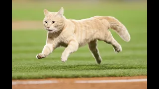 【MLB】メジャーの動物乱入集 Part 1