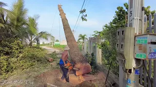 Cây Dầu Khủng Ở Tây Ninh Đã Khiến Nhóm Vua Khỉ Phải Mất Gần Một Ngày Để Cưa. Saw giant Dipterocarpus