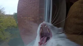 Cat eats GoPro