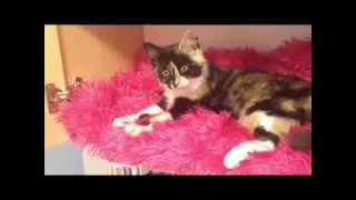 Cute Cat : Very Funy Cat Videos Ever - Funny Cats 2013