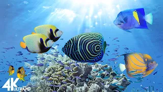 The Best 4K Aquatic 🐠 3 Hours of Beautiful Coral Reef Fish - Sleep Relax Meditation Music