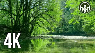 Sounds of a forest river with singing of mountain birds. 8 Hours of nature for rest and sleep.