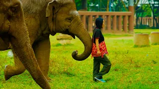 Woman Becomes Part of Elephant Herd | Wild Thailand | BBC Earth