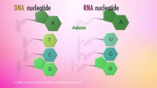 Nucleic Acids