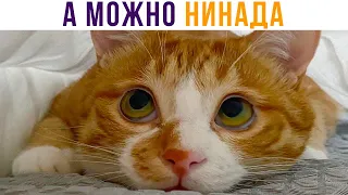 А МОЖНО НИНАДА?))) Приколы с котами | Мемозг 813