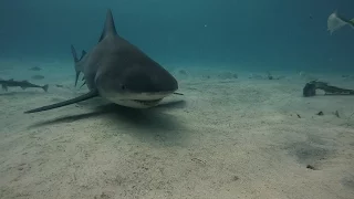 Shark Diving Bahamas - Swimming with Bull Sharks in Bimini. GoPro Underwater Video