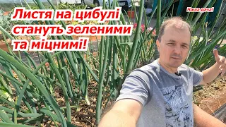 Підживлення цибулі. Чим та як підживити цибулю для збільшення врожаю.