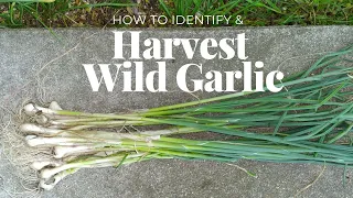 How to Harvest Wild Garlic | Identify Field Garlic | Foraging Garlic | Foraging For Food | Michigan