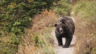 Grizzly bear encounter in Glacier National Park - Andy Davidhazy (Canon EOS R5 & 70-200mm f2.8)