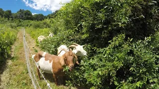Goatscaping before and after | Goat land clearing
