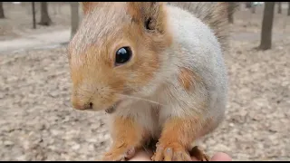 Ушастик, рыжая белка, а потом ещё одна белка / Three different squirrels