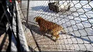 Siberian Tiger Park, Harbin, China