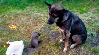 "I'm so hurt, Mom" the puppy cried desperately to his mother and she collapsed