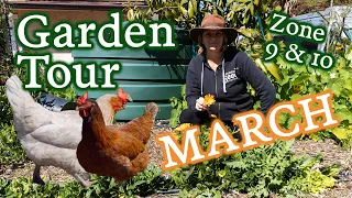 Chicken Yard Workers! What I'm Growing & Harvesting in March for Zone 9 & 10 Gardeners