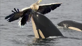 The Eagle Dies While Hunting Whale In The Ocean