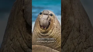 The Beachmaster | The Elephant Seal Harem