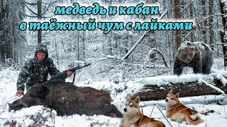 Медведь и кабан. В таежный чум с лайками