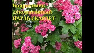 Подрастают плоды на цитрусах, цветут пионы, альстромерии и многое другое... Обзор растений 28 04 24