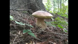 grzyby 2021 MEGA BOROWIKI część 2 z wrześniowego wysypu mushrooms грибы fungi Beskid Niski