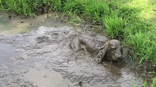 The muddiest muddy dirty dog ever - as seen on TV the naughty sable cocker spaniel Errol