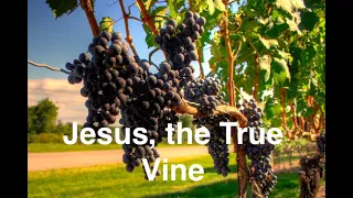 5. Jesus, The True Vine (Jesus’ Final Days on Earth series).