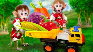 Smart Monkey maymun Bi Bon harvest fruits with Nauthty baby in the farm and the end so funny