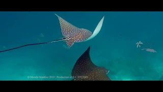 Video snorkeling alle Maldive by MondoMaldive