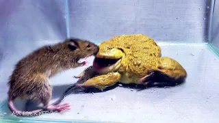 Asian Bullfrog Tries To Eat Mouse! Warning Live Feeding