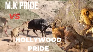 BIG CAT COUNTRY E1 | HOLLYWOOD PRIDE vs M.K PRIDE हिंदी डॉक्यूमेंट्री Animal Planet Documentary