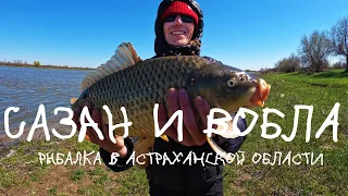 Сазан и вобла / Первый раз на рыбалке в Астраханской области / Прыгнул за сазаном в воду
