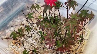 Propagating Japanese Maples From Cuttings🤩🤩🤩