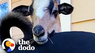 Sheep Jumps When He Hears His Dog Bestie's Name | The Dodo Odd Couples