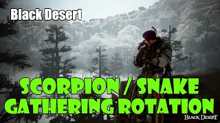 [Black Desert] Scorpion Snake Gathering Rotation | 1 Billion or More Silver Per Hour!