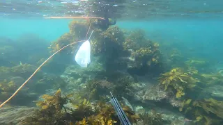 Freediving and spearfishing near Wellington Rock, Army bay, Auckland, NZ