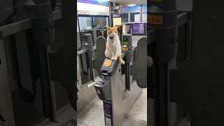 a CAT at a RAILWAY STATION