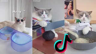 Cats Make Food 2022 ♥ That Little Puff Tiktok Compilation #30