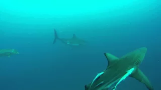 Great White Shark on the Aliwal Shoal, South Africa