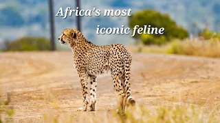 Cheetah | Africa's Swift Predator