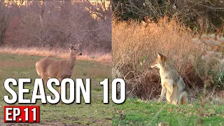 DEER hunt turns into a COYOTE hunt | MISSOURI