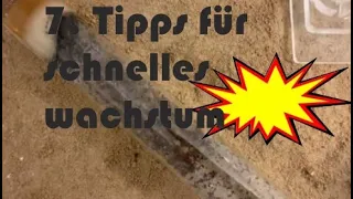 7 Tipps das deine Ameisenkolonie schneller wächst