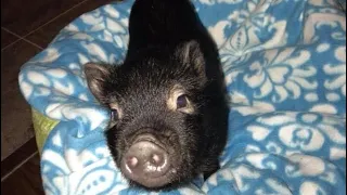 Life with a Pot Belly Pig