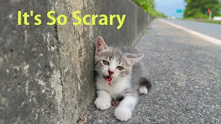 Stray kitten on the highway has a dangerous accident if it is not rescued in time!