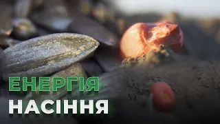 Випуск №4. Як обирати "правильні" гібриди для свого поля?