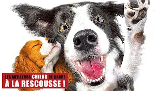 Attention : Chiens Malins | Comédie, Famille | Film Complet en Français