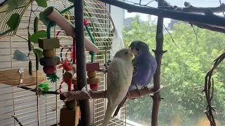 Влюблённые попугаи/love of parrots