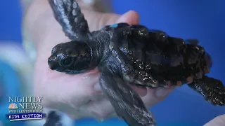 Diving Into The World Of Sea Turtles | Nightly News: Kids Edition