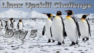 [Day 5] Command line basics - Linux Upskill Challenge