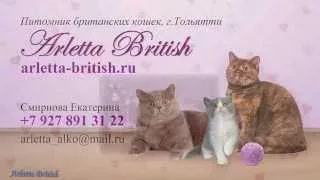 Британские кошки. Британские котята. Продажа британских котят. Питомник  "Arletta British".