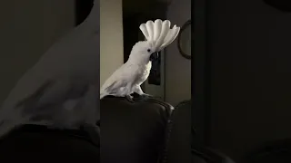 Bon Bon the Cockatoo has to have the last word when arguing. #talkingparrot #cockatoo #lol